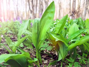 Wild ramps growing in the woods