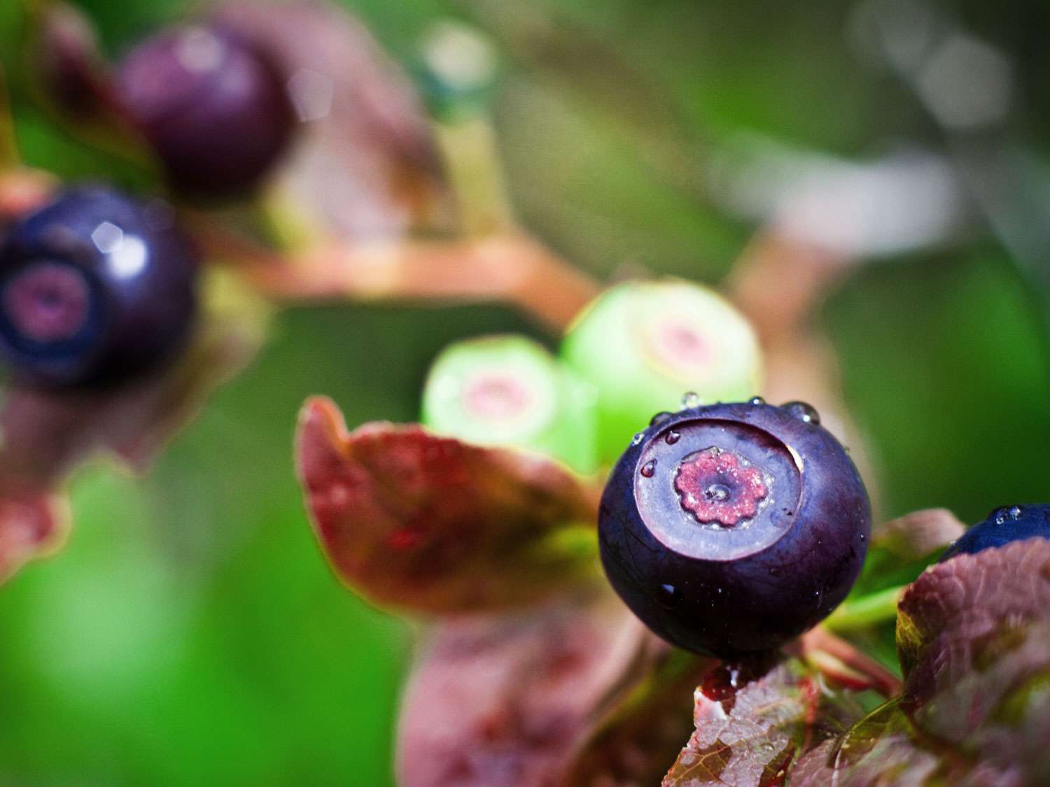 Closeup of a huckleberry on the bush
