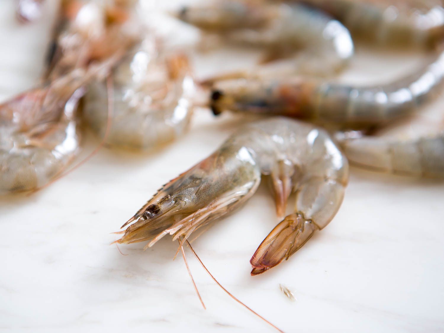 head-on raw shrimp