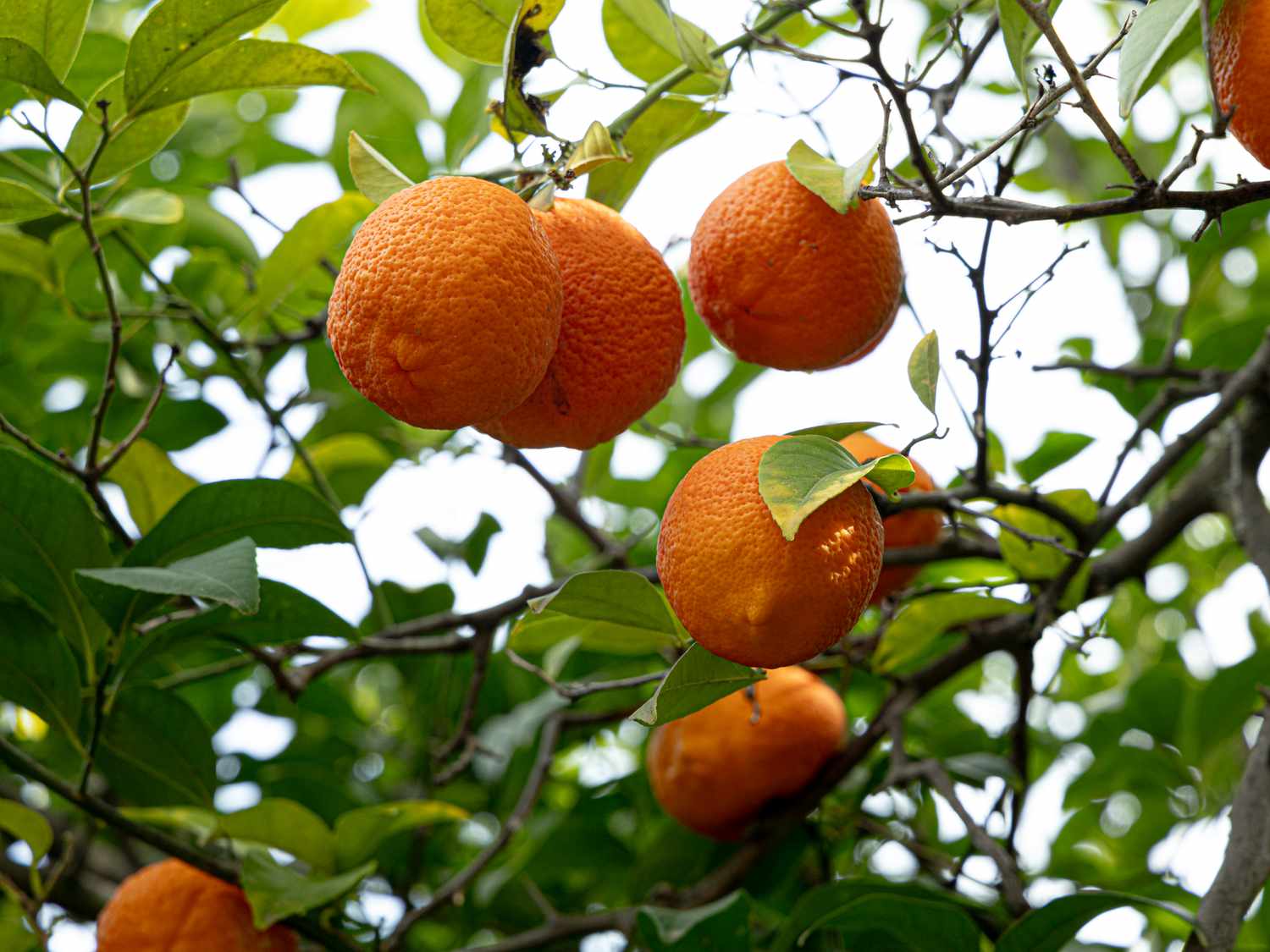 View of oranges on the three