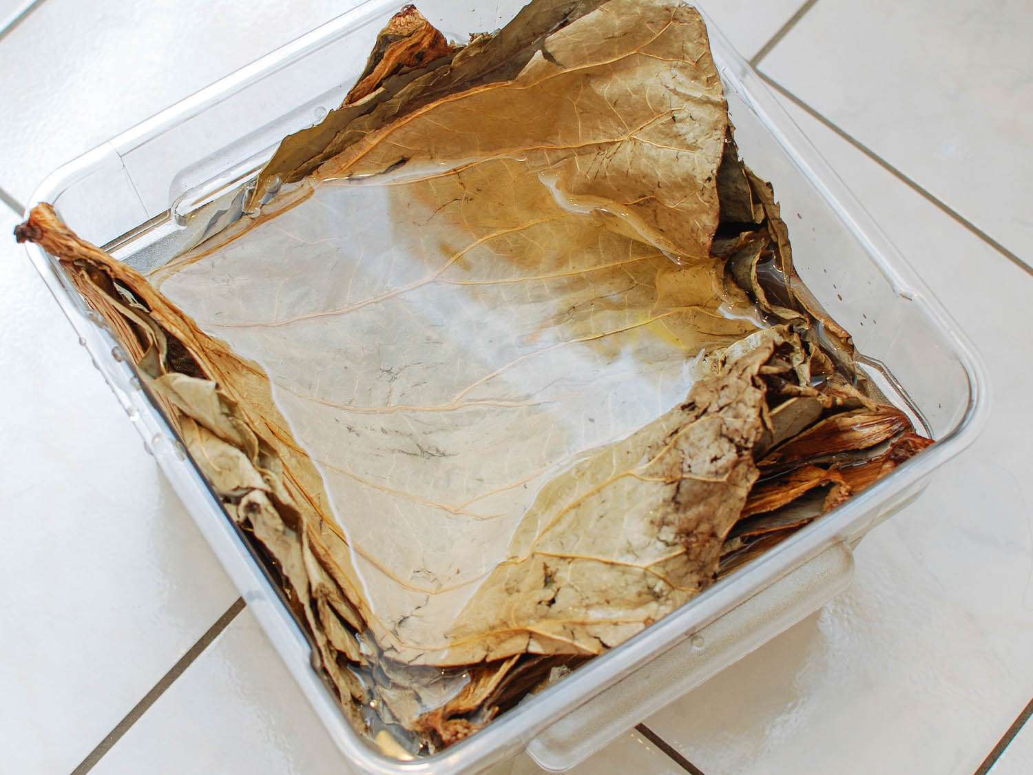 Lotus leaves soaking in water in a plastic container.
