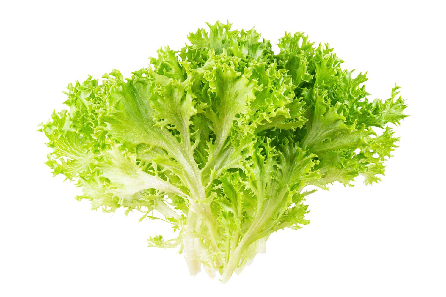 A bunch of frisée lettuce with curly leaves