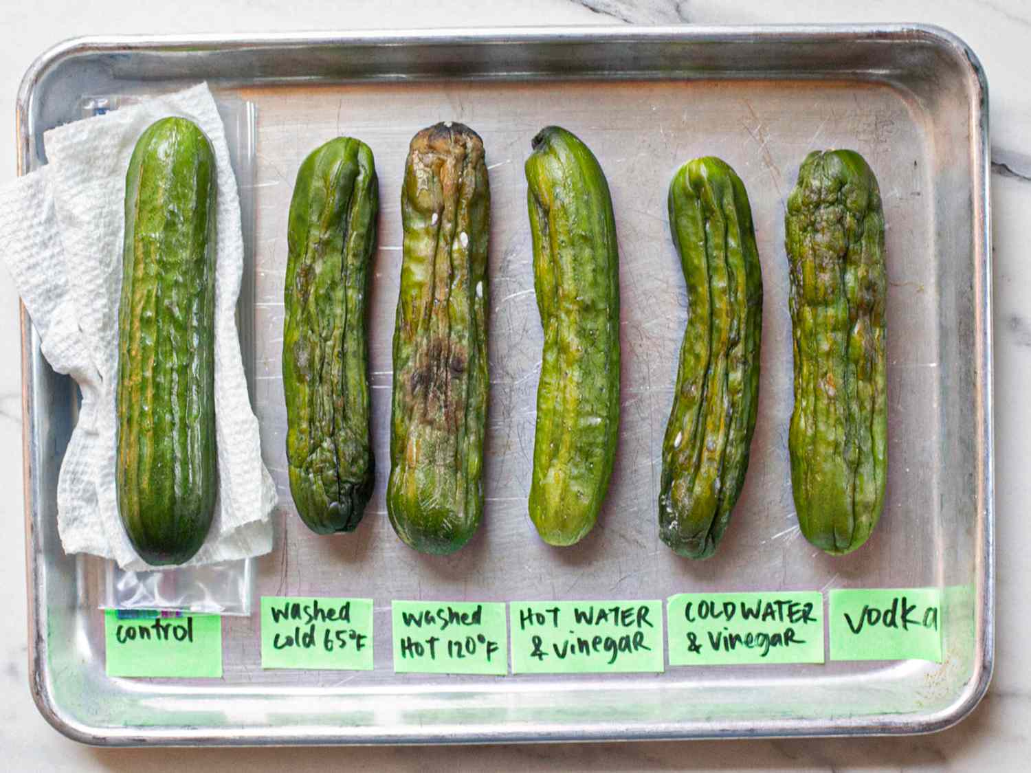Comparison of six cucumbers showing different storage treatments labeled as control washed cold washed hot hot with vinegar cold with vinegar and vodka