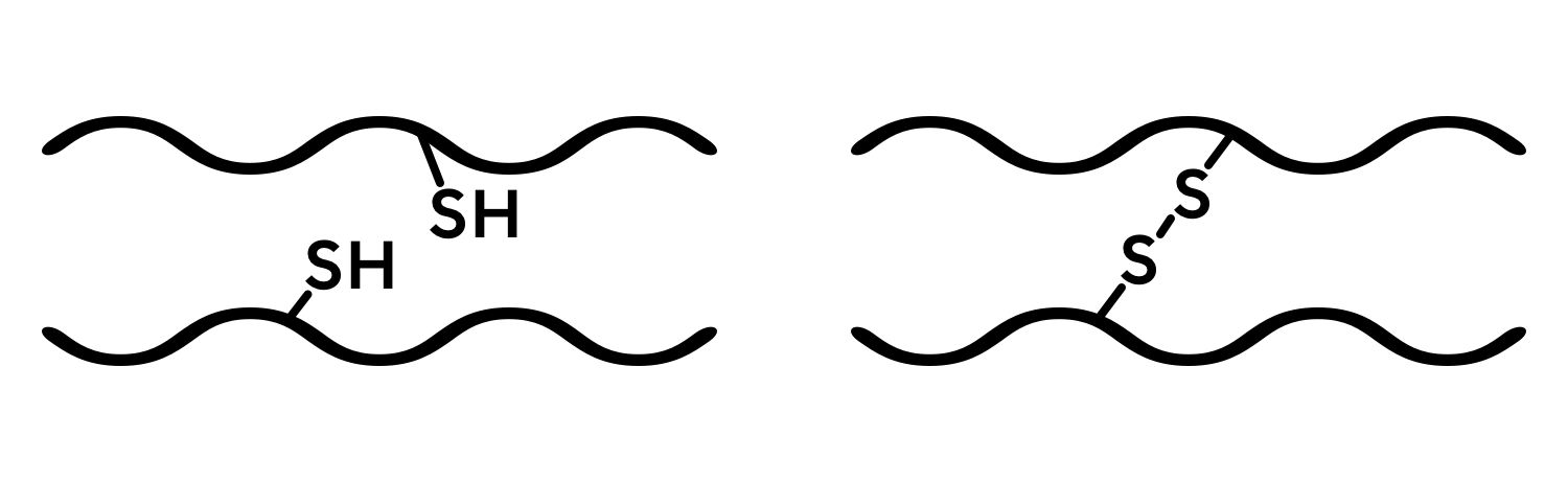 Diagrams showing sulfide bridges between glutenin chains.