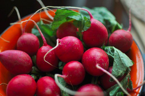Whole fresh radishes in a bowl.
