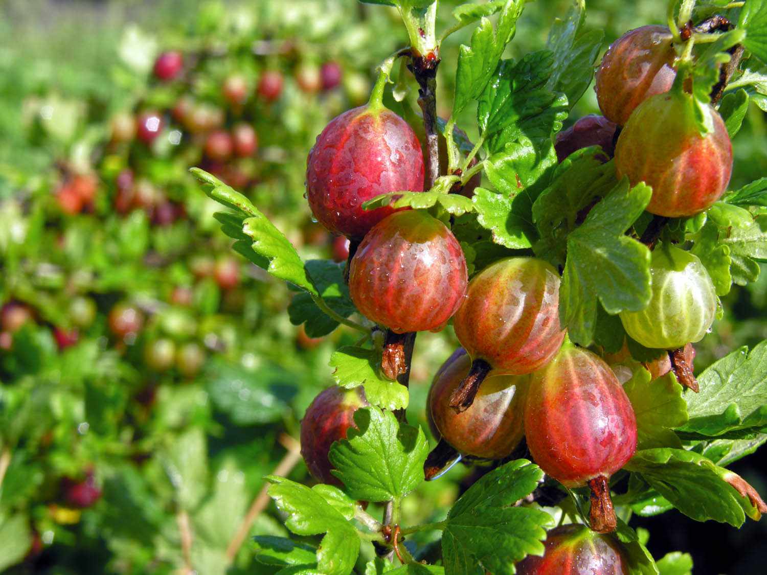 A cluster of translucent gooseberries on the bush