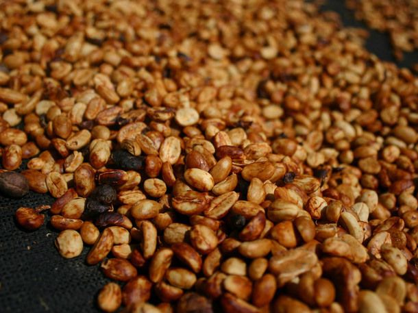 honey process coffee