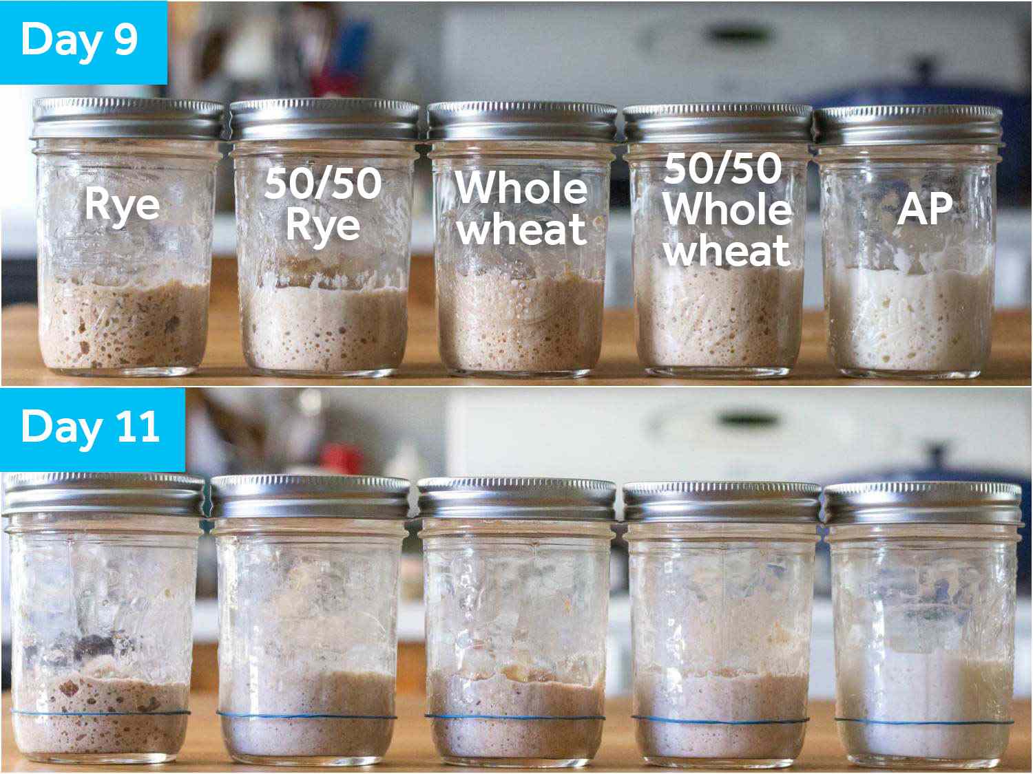 Five sourdough starter samples on Days 9 and 11, shown side by side on each day