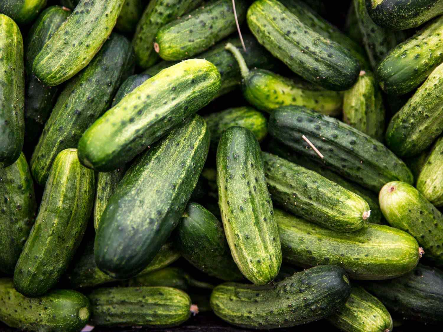Cucumbers for sale at Willow Wisp Organic Farm farmers market stand