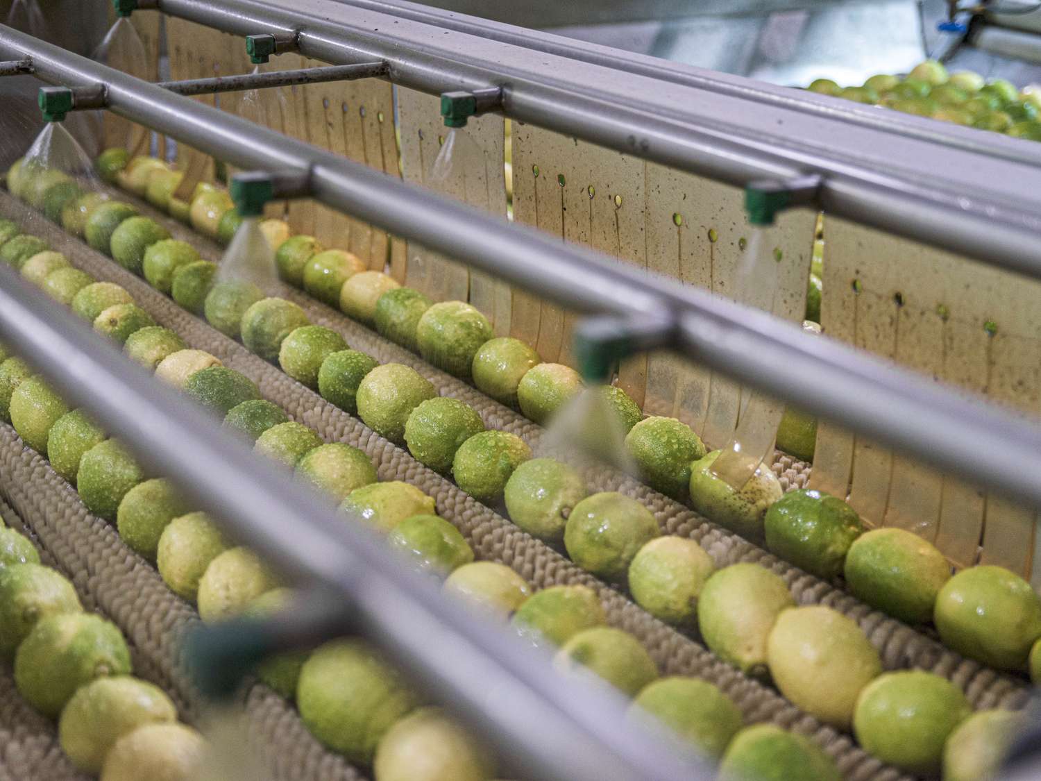 A conveyor belt with several limes being sprayed and sorted at a processing facility