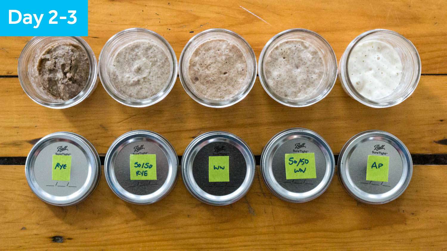 Five sourdough starter samples on Day 2 from above, showing some swelling.