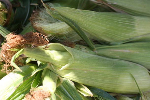 Closeup of unshucked ears of corn at the farmers market.