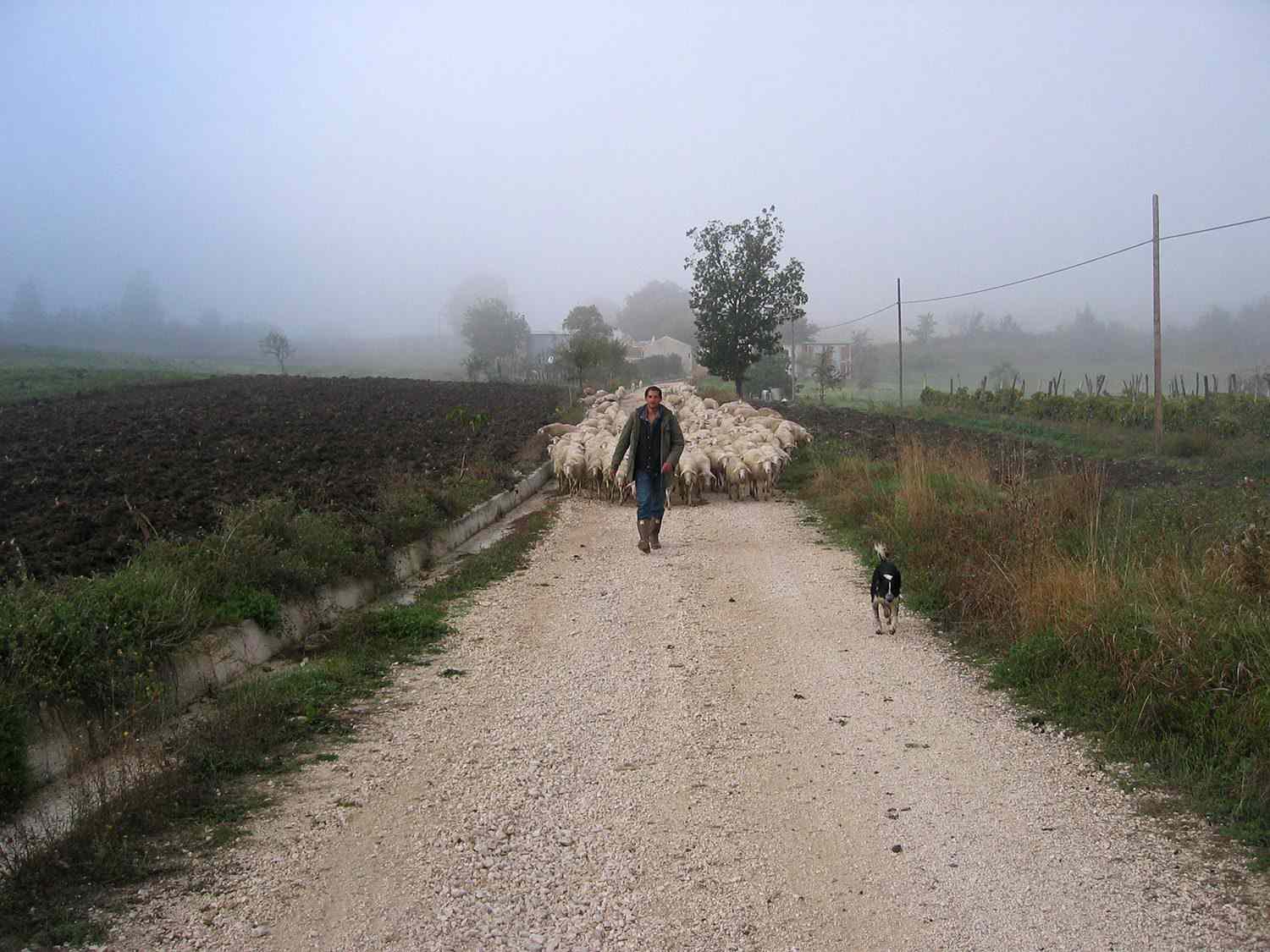 The author walking down a dirt and gravel path, with a dog walking before him and a herd of sheep behind.