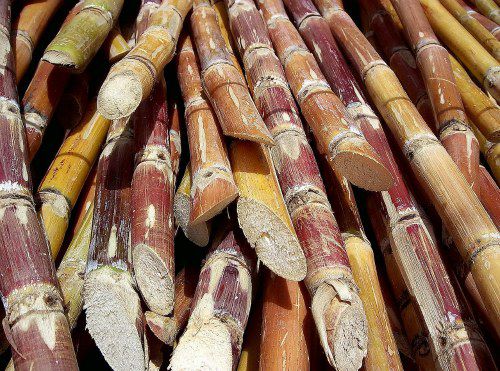 20120117Cut_sugarcane.jpg