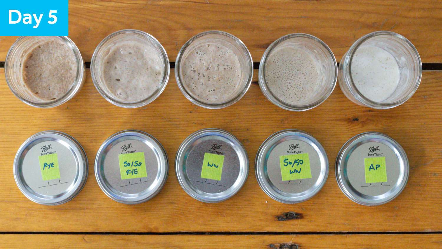 Five sourdough starter samples on Day 5, looking from top down.