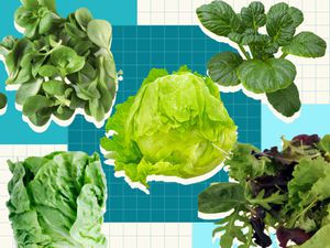 Lettuce Graphic