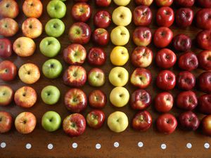 An array of apples in various types and colors