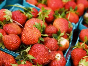 201000506-strawberries-500.jpg