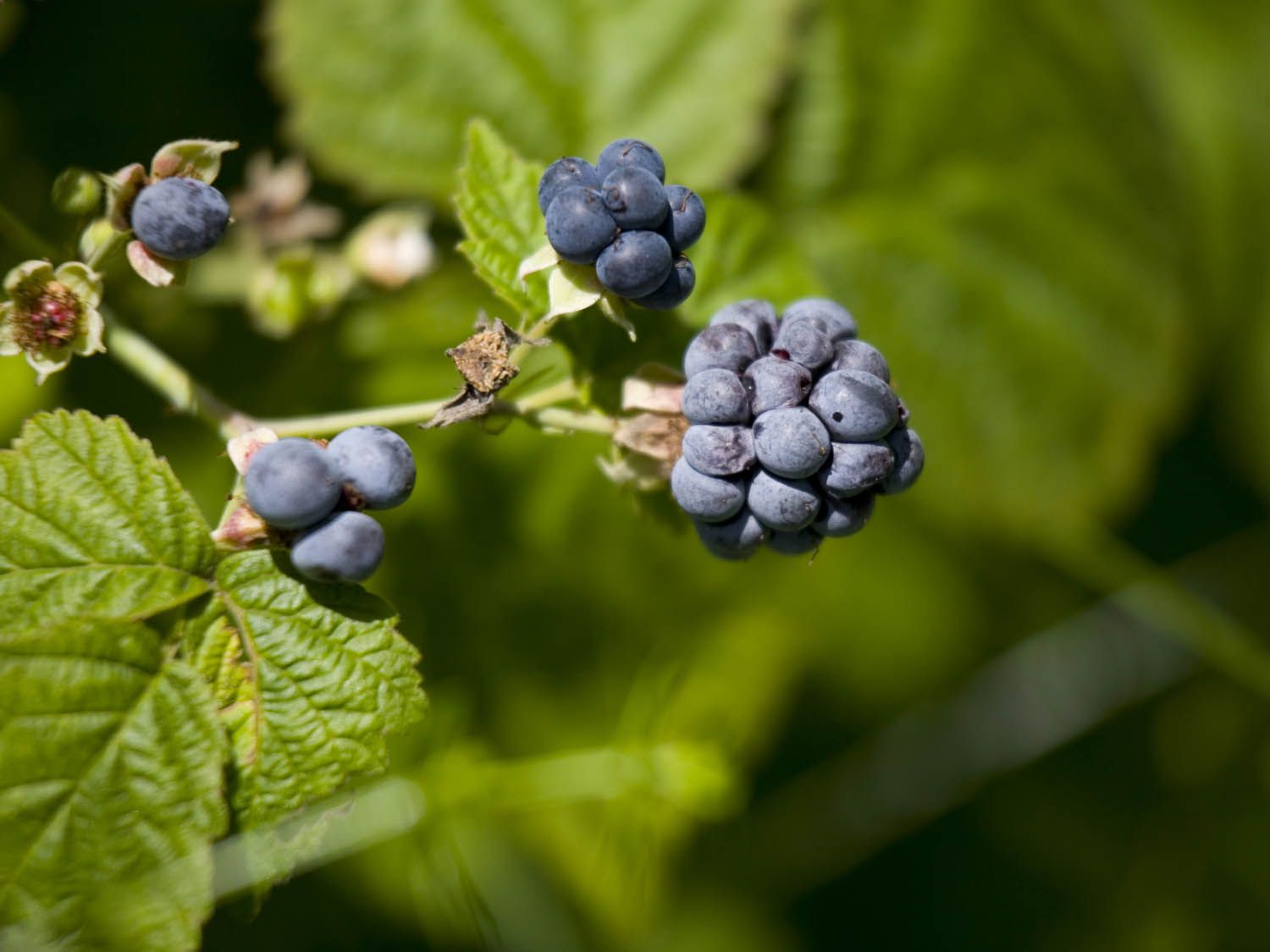 Closeup of lesser-known dewberries on the bush.