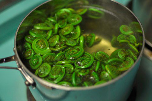 Fiddlehead ferns simmering in a saucepan.