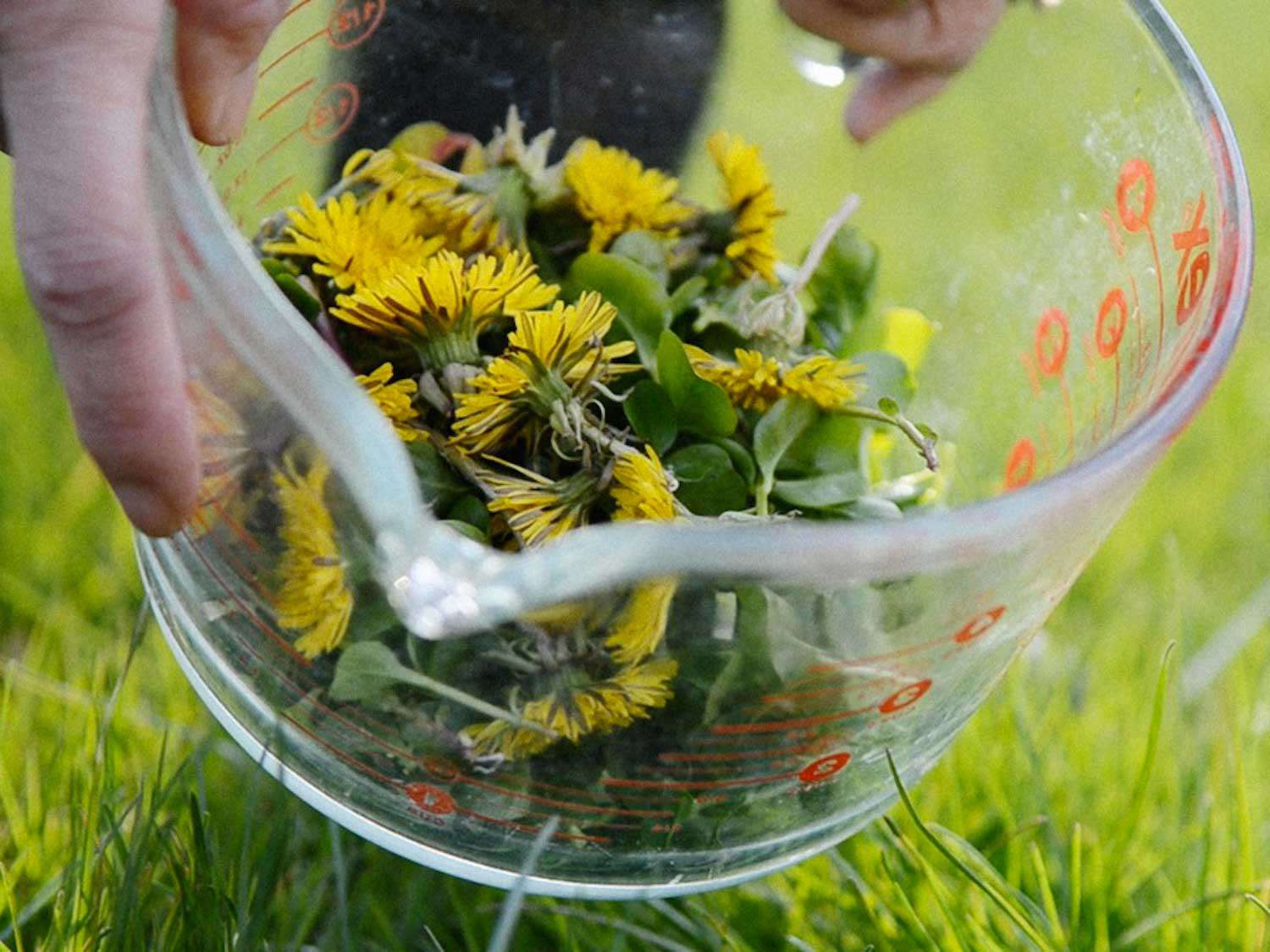 A glass measuring cup holding dandelion blossoms and greens. 