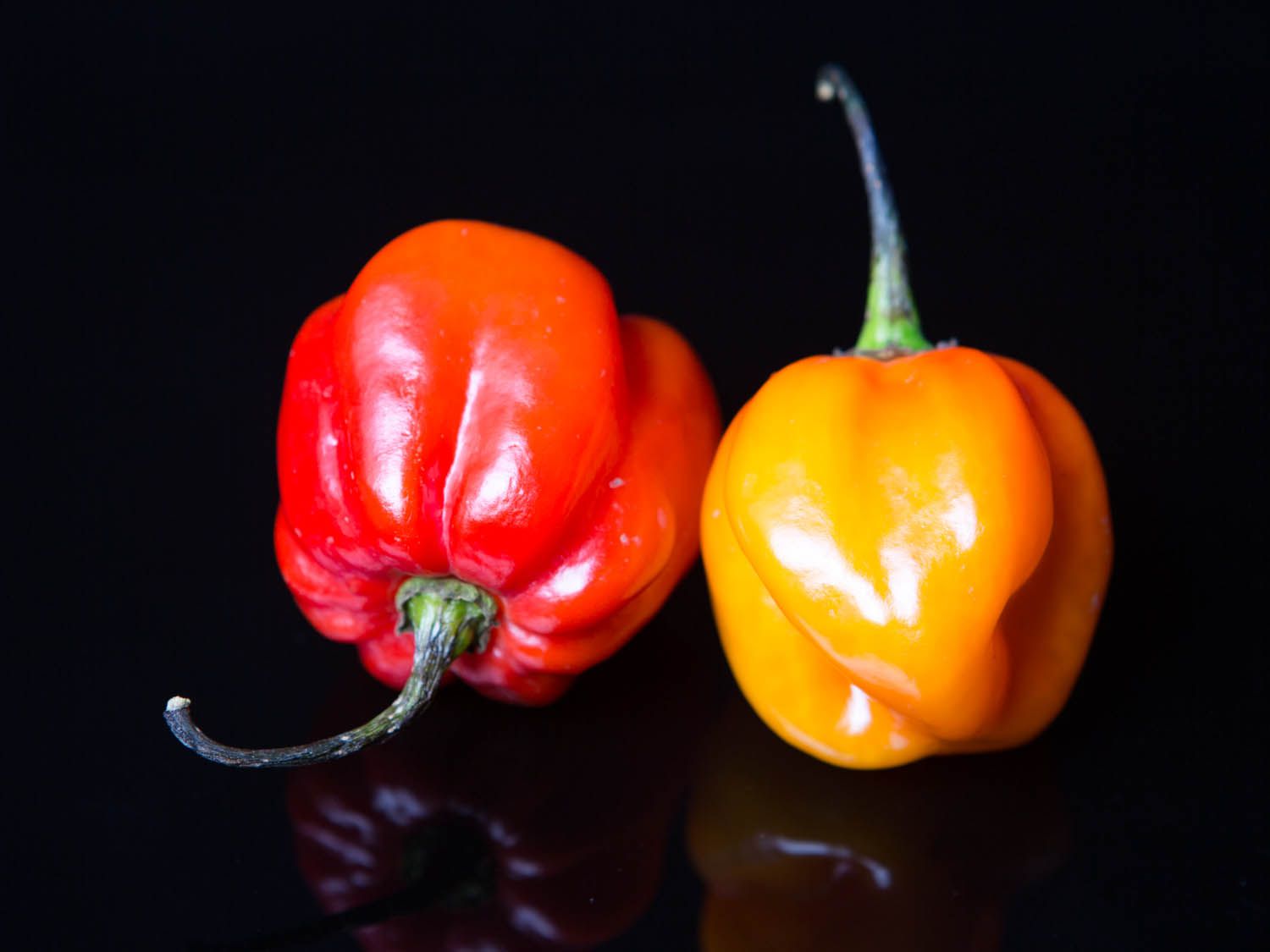 20141103-habanero-vicky-wasik-1.jpg