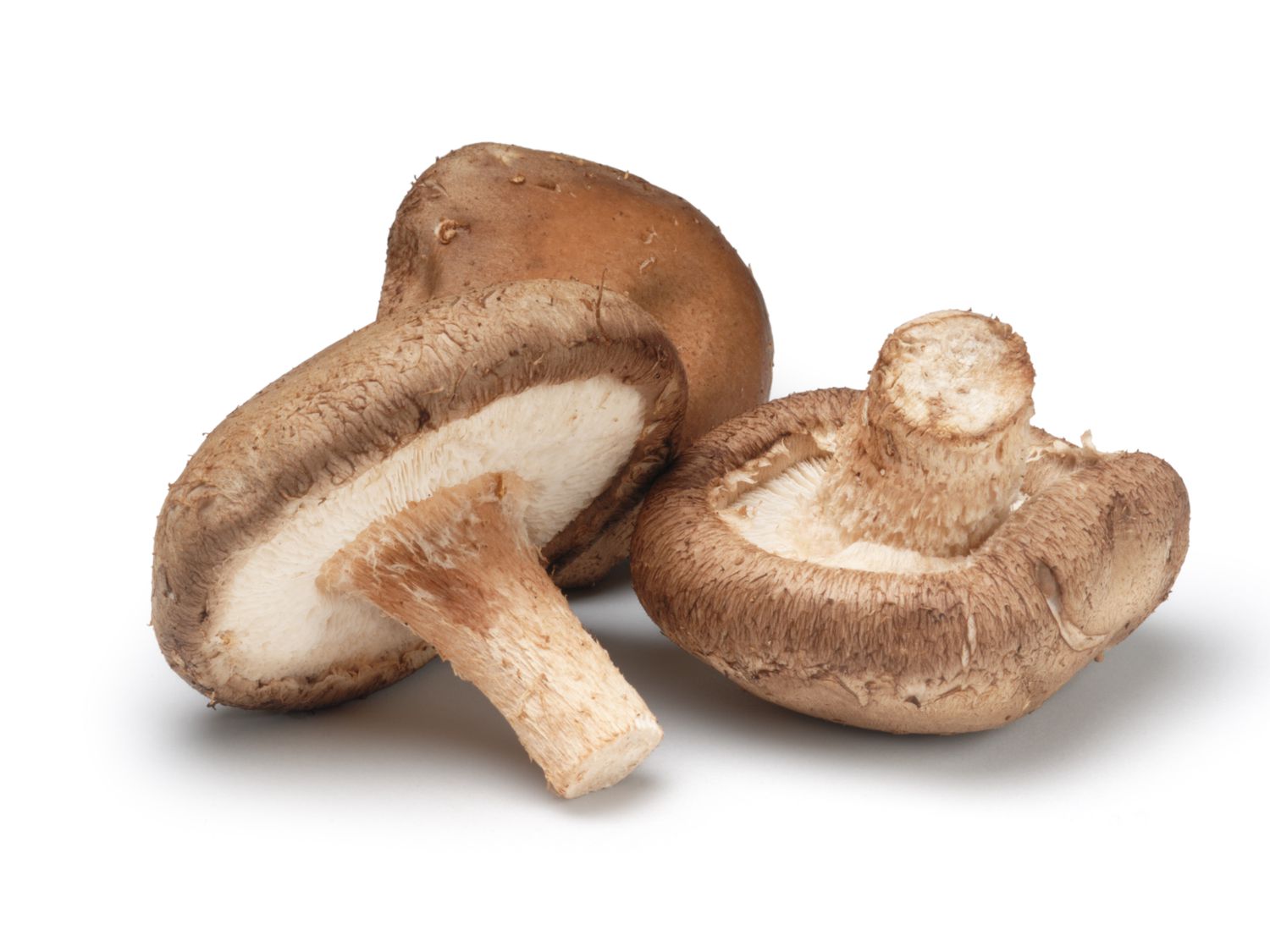 Shiitake