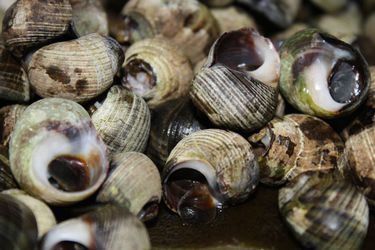 A pile of uncooked periwinkles.