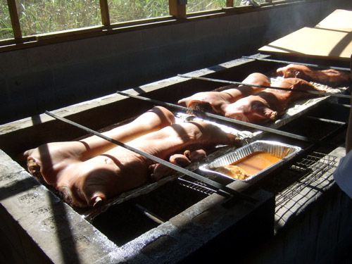 Whole hogs being cooked over fire for barbecue. 