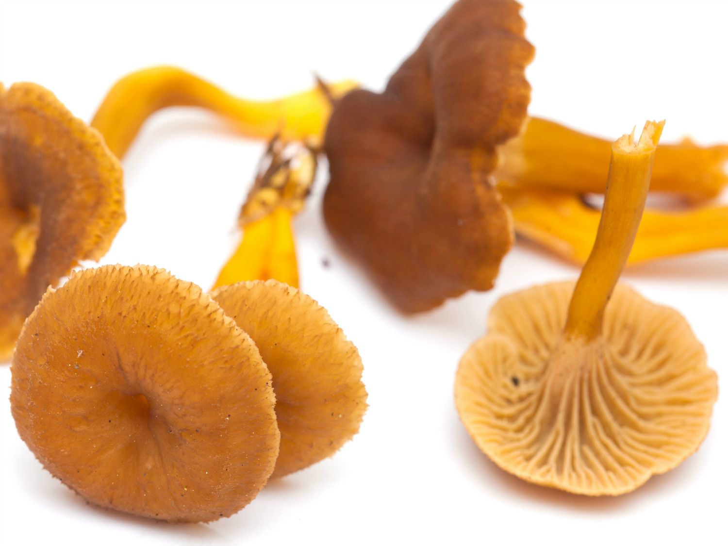 20150603-winter-chanterelle.jpg