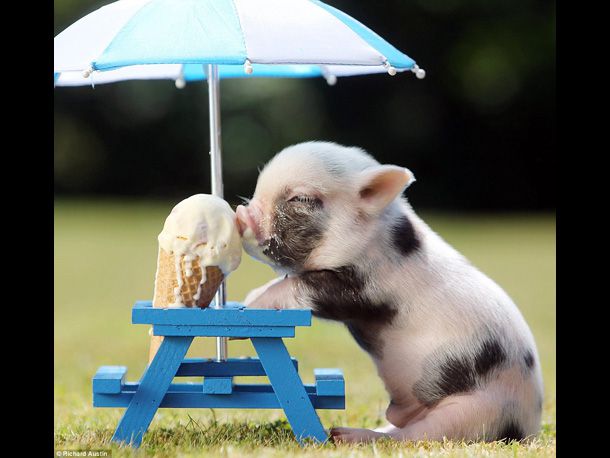 20130709-pig-eating-ice-cream.jpg