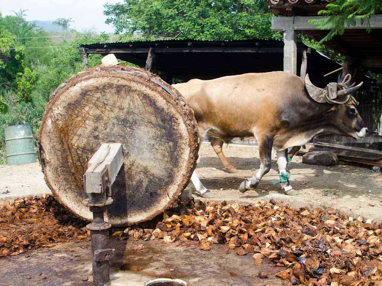 Chunks of roasted agave being pulverized by a tahona.