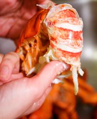 20110621lobsterrobynlee.jpg