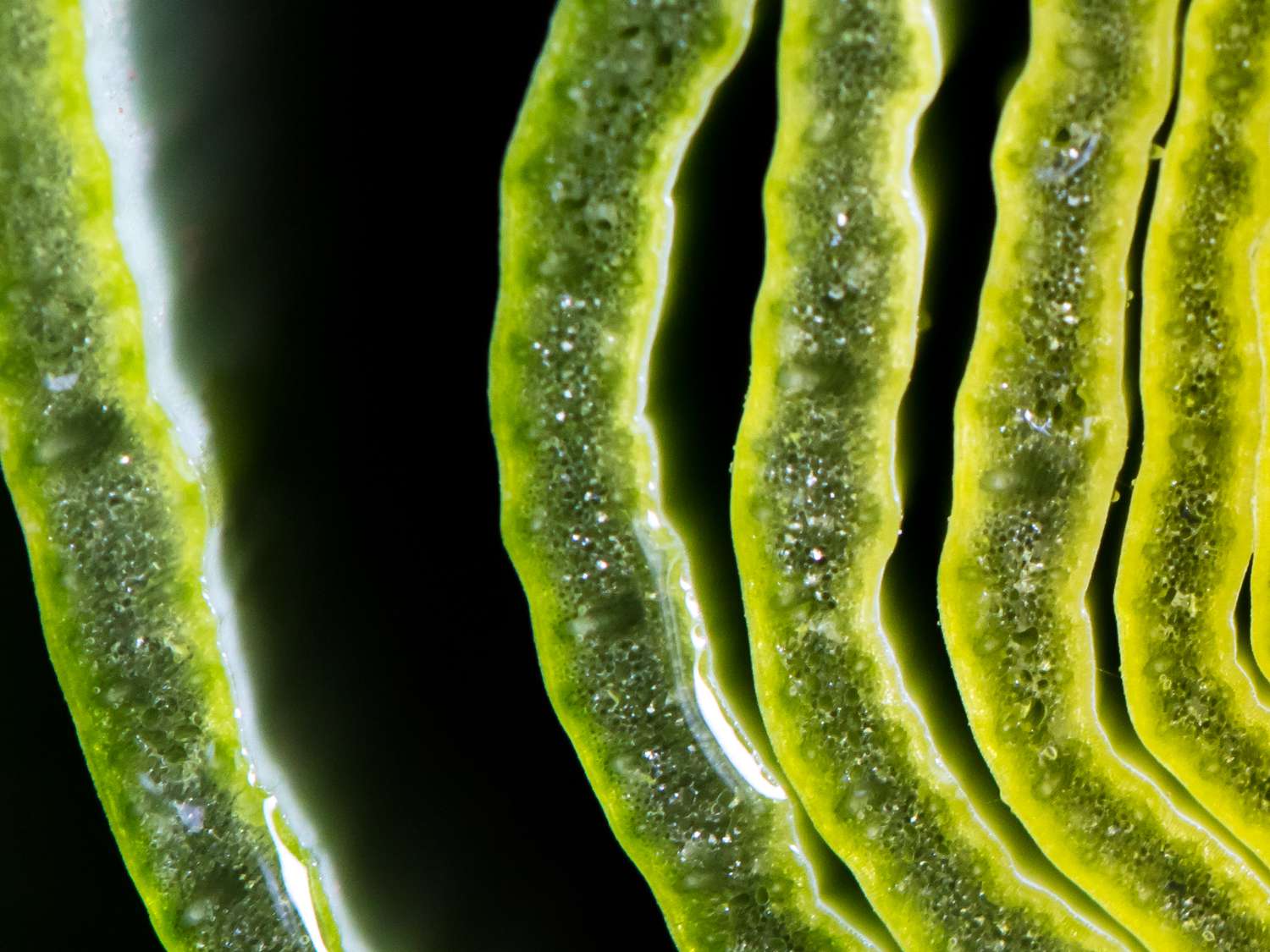 20180525-guess-this-pic-macros-vicky-wasik-23