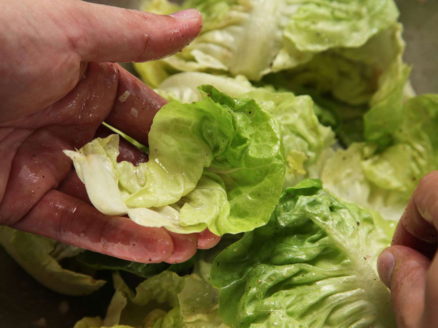 Closeup of a dressed lettuce leaf, glistening with a light coat of vinaigrette.