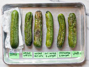 Comparison of six cucumbers showing different storage treatments labeled as control washed cold washed hot hot with vinegar cold with vinegar and vodka