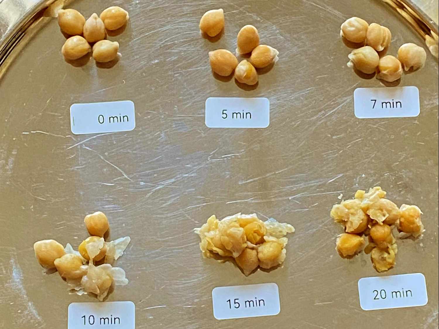 Overhead view of chickpea testing