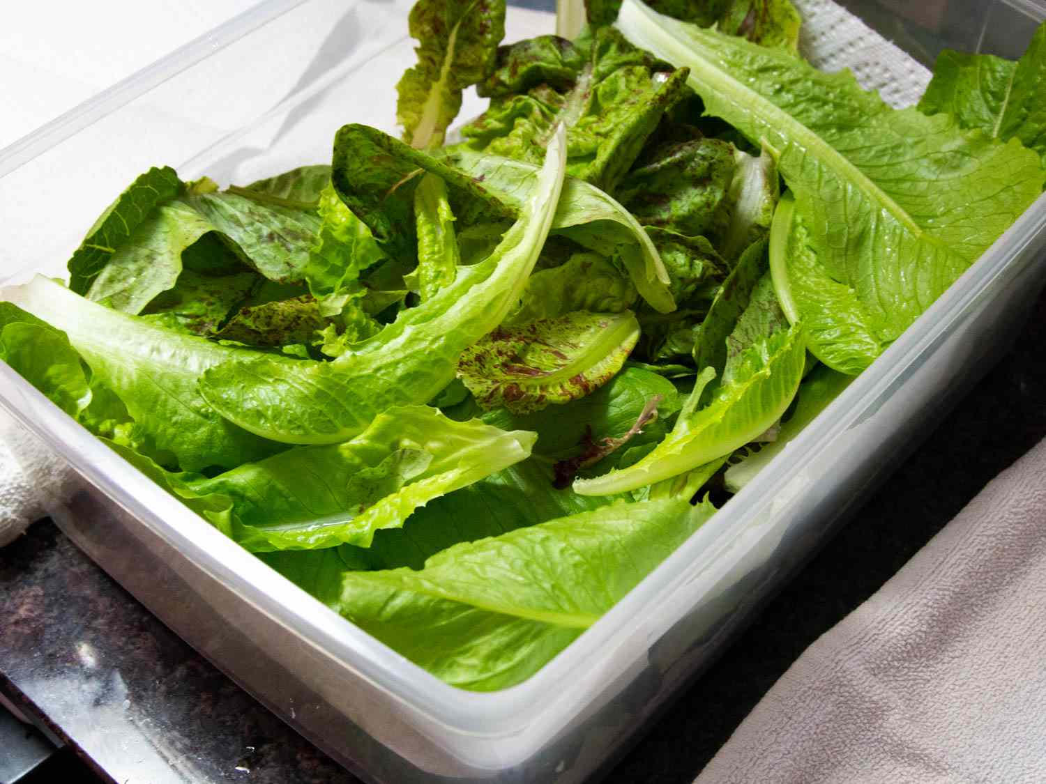 Clean lettuce leaves layered in a plastic box for storage