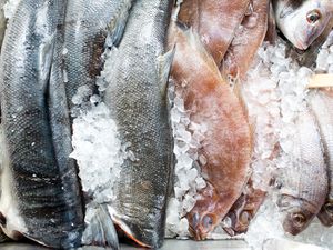 A variety of whole fishes displayed on a bed of ice