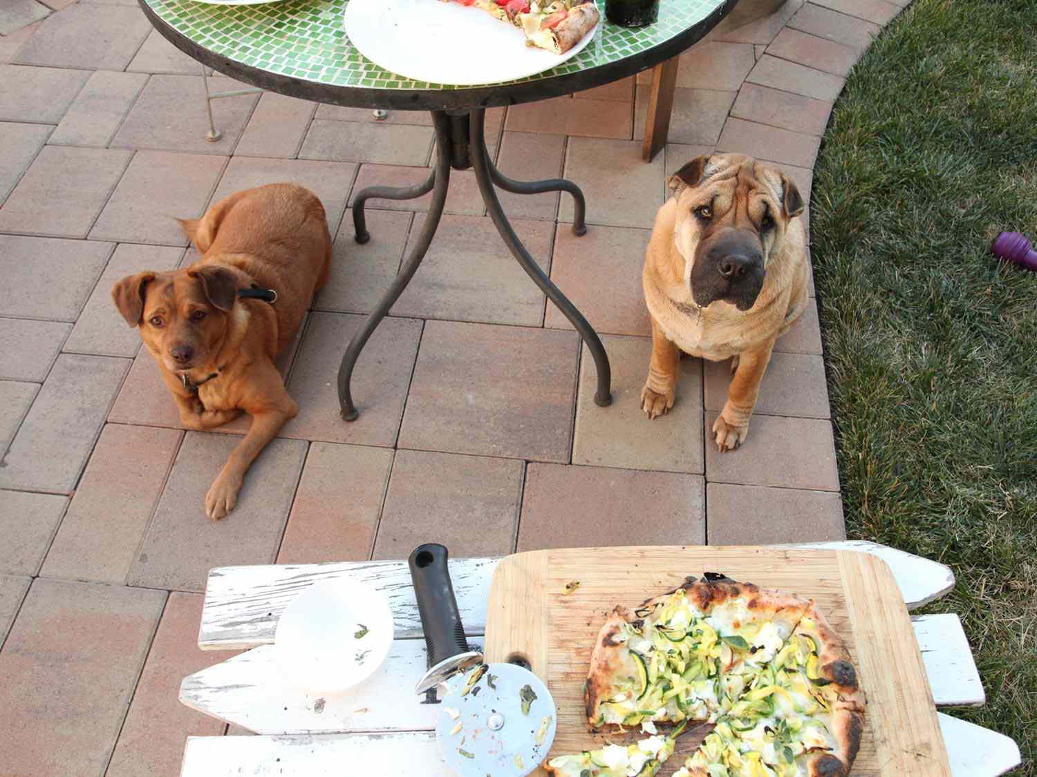 Author's dogs looking up at the camera, waiting next to the table for a treat.