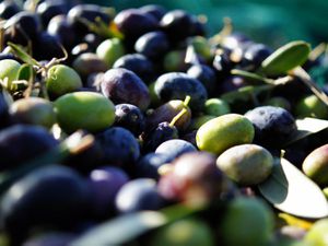 Closeup of freshly harvested green and purple olives in sunlight