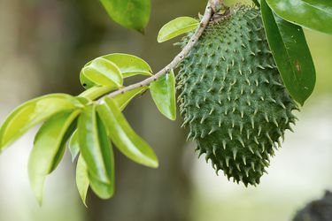 20190812-soursop-fruit