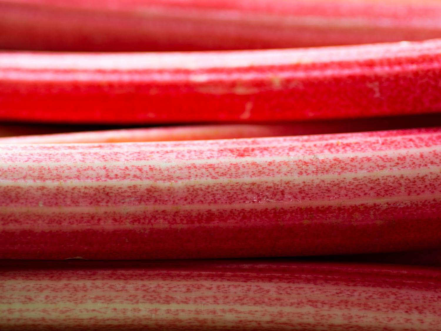 Close-up of pink and green rhubarb stalks