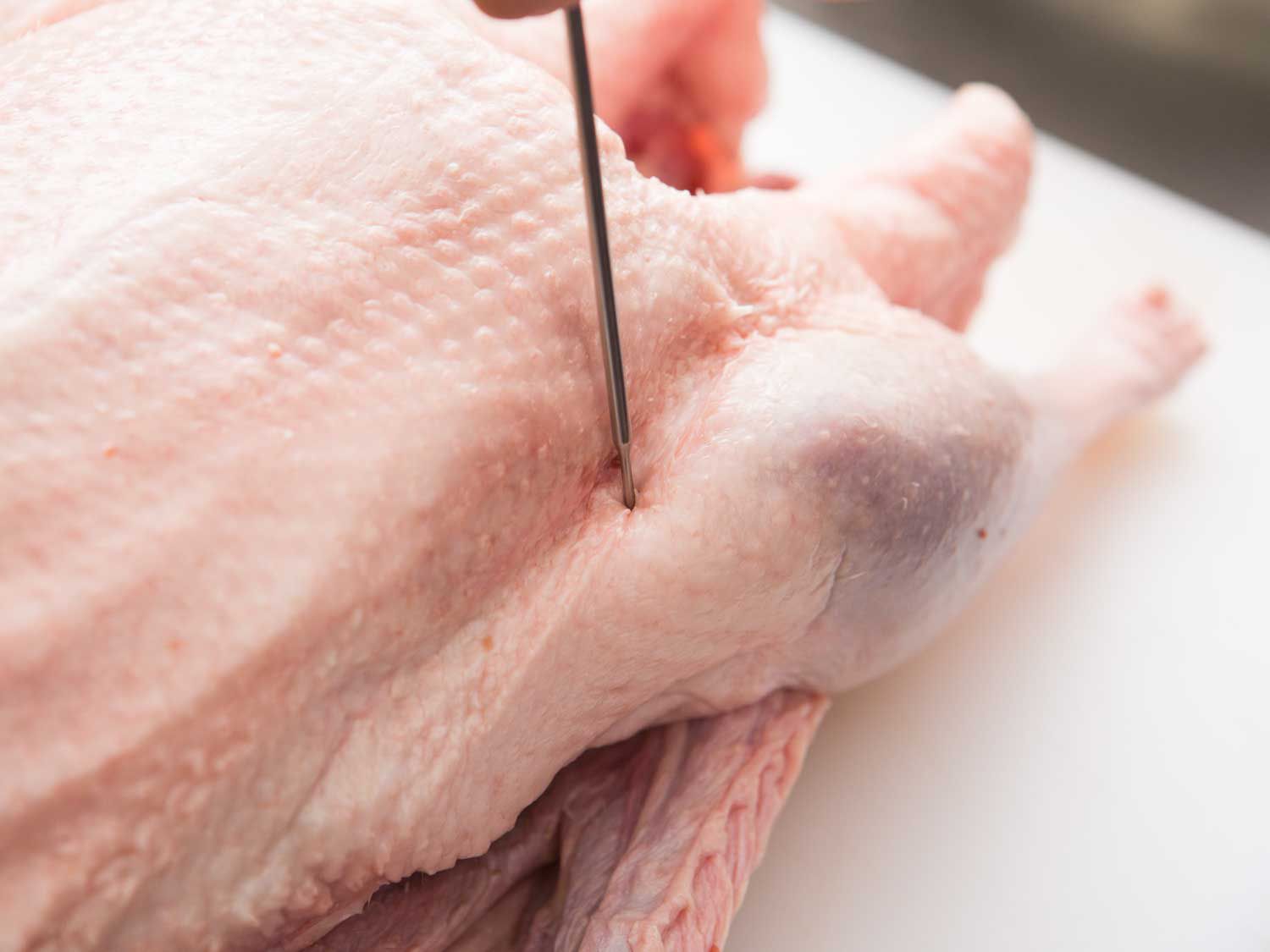 A trussing needle making a perforation in the goose's skin between the thigh and breast.