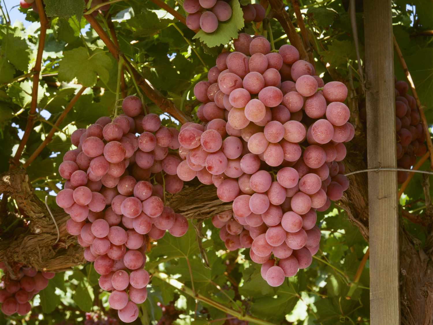 Bunches of grapes hanging from a vine