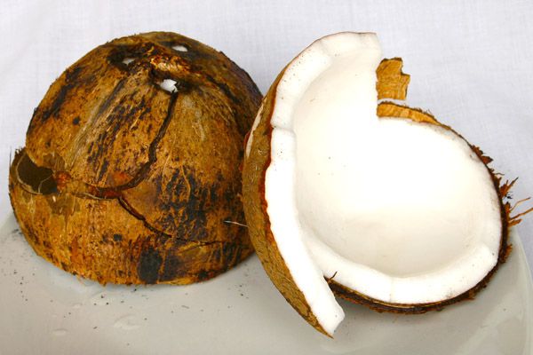 Coconut