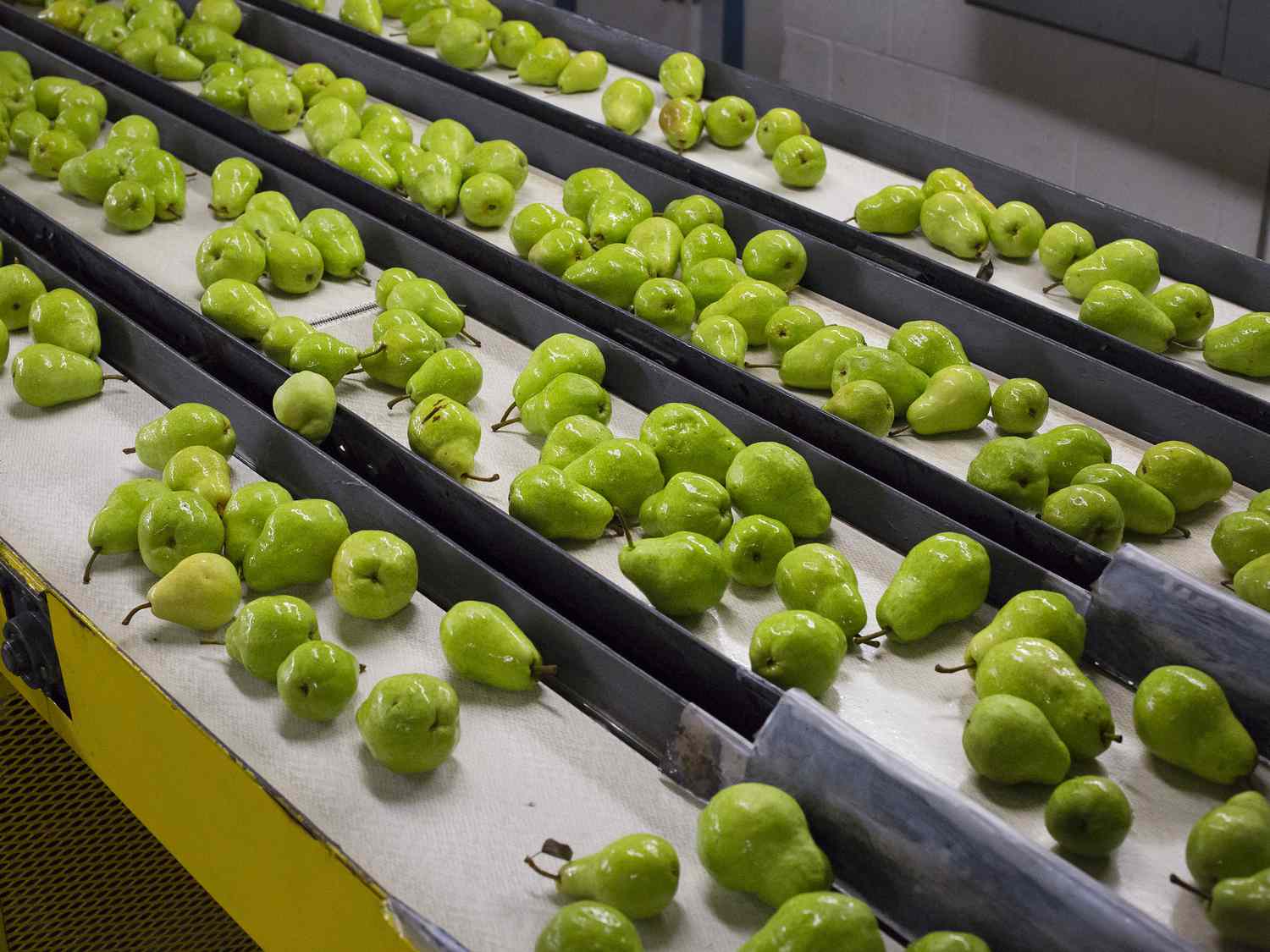 Green pears on a conveyor belt in a sorting facility