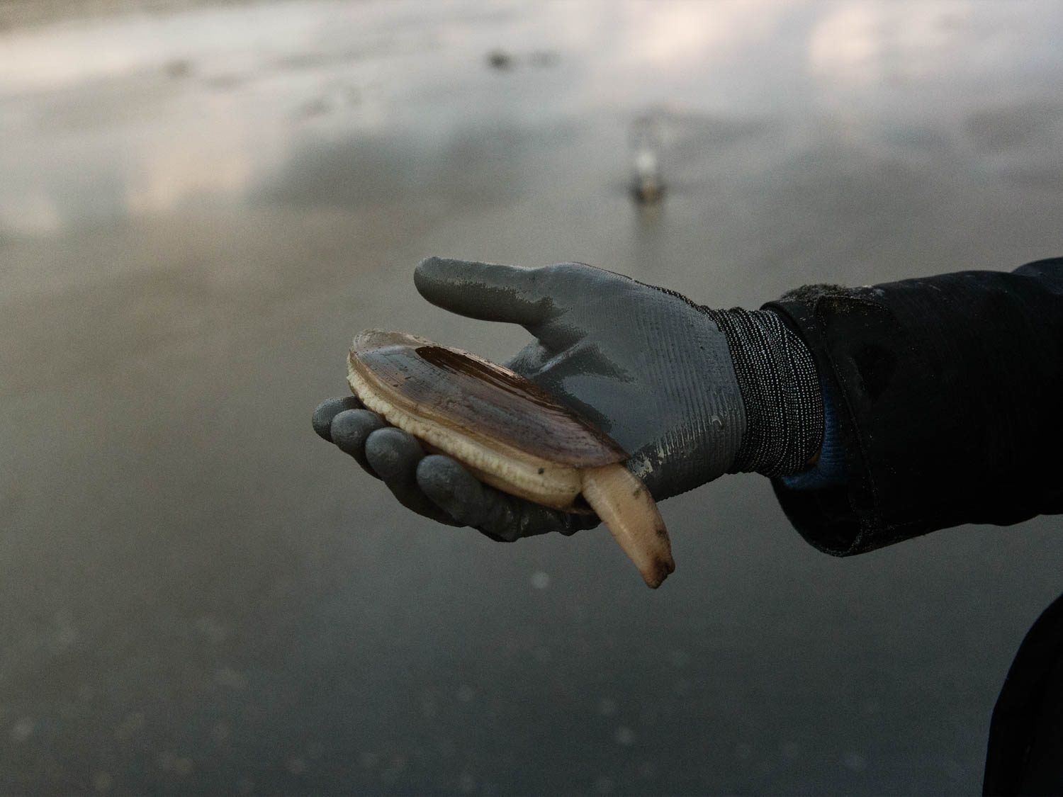 A gloved hand holding a Pacific razor clam, with out-of-focus beach in the background.