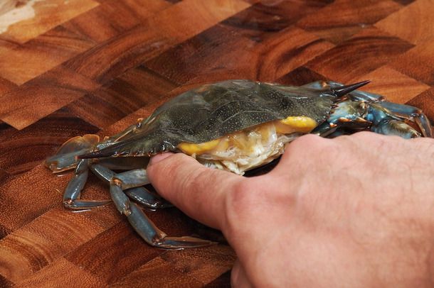 A finger about to lift the top shell of a soft-shell crab to expose the gills