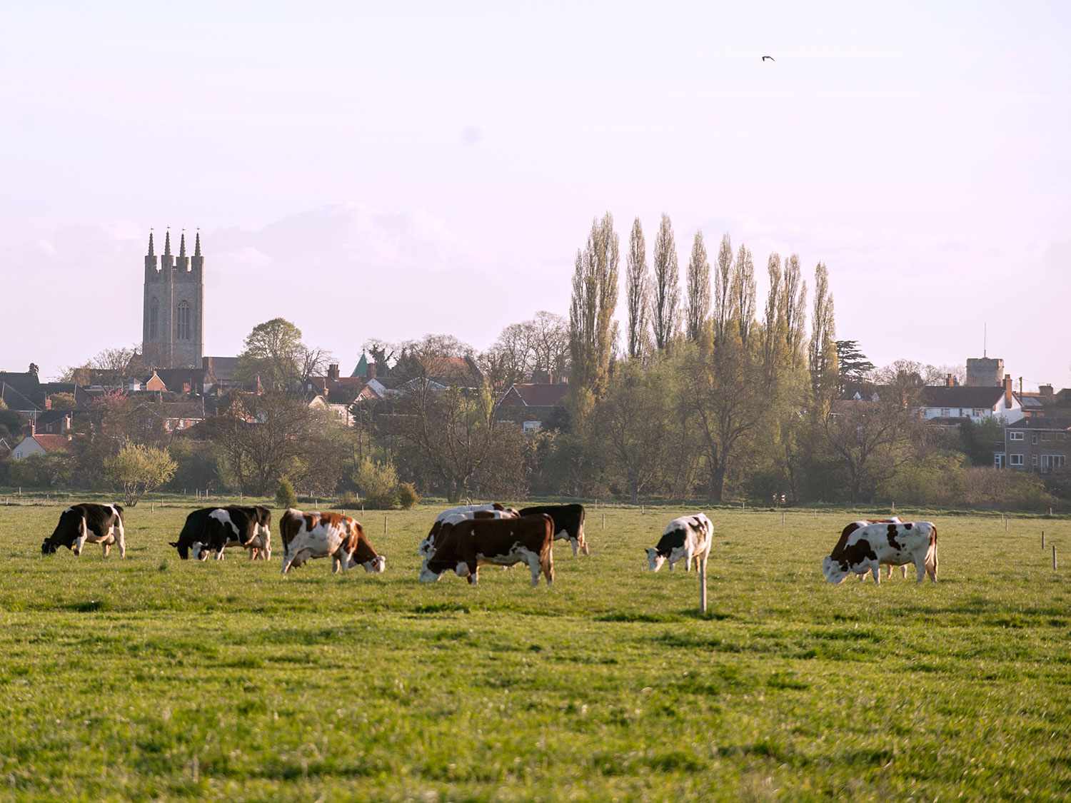 20170901-cows-grazing-landscape.jpg